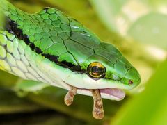 Leptophis diplotropis