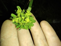 Phytoplasma trifolii