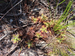 Drosera esterhuyseniae