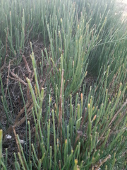 Ephedra fragilis
