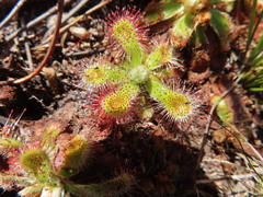 Drosera esterhuyseniae