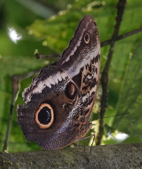 Caligo atreus