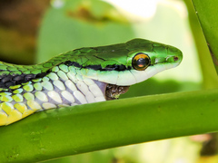 Leptophis diplotropis