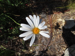 Dimorphotheca nudicaulis