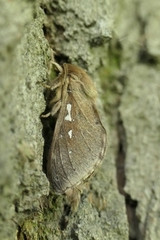 Wiseana copularis