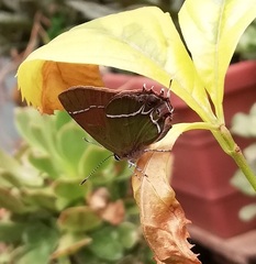 Callophrys xami
