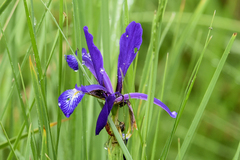 Iris reichenbachiana
