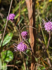 Carphephorus tomentosus