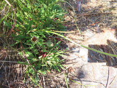 Dimorphotheca nudicaulis