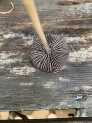 Psathyrella gracilis