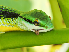 Leptophis diplotropis