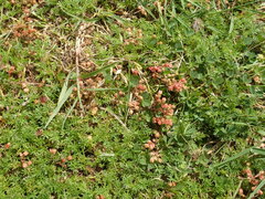 Crassula decumbens