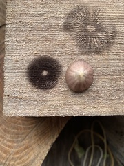 Psathyrella gracilis