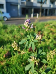 Medicago sativa