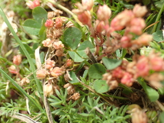 Crassula decumbens