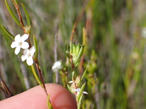 Image of Coleonema virgatum by (c) Ren Hoekstra, some rights reserved (CC BY)