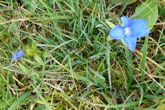 Gentiana verna