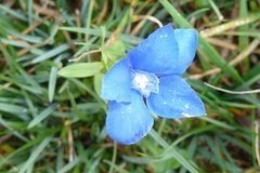 Gentiana verna