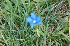Gentiana verna
