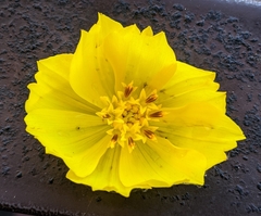 Angiospermae