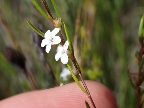 Image of Coleonema virgatum by (c) Ren Hoekstra, some rights reserved (CC BY)