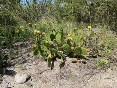 Opuntia humifusa