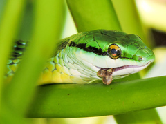 Leptophis diplotropis