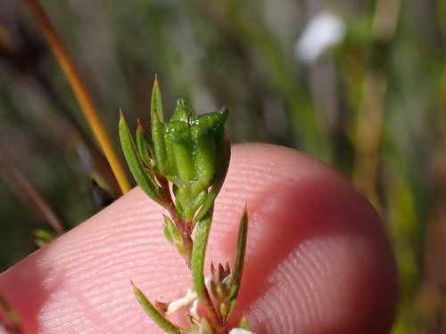 Image of Coleonema virgatum by (c) Ren Hoekstra, some rights reserved (CC BY)