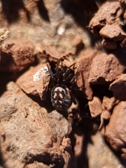 Steatoda albomaculata