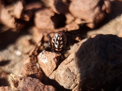Steatoda albomaculata