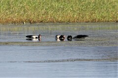 Anseranas semipalmata