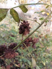 Glycyrrhiza echinata
