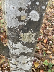 Lecanora strobilina