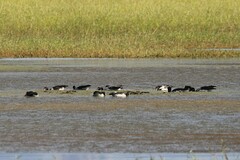 Anseranas semipalmata