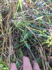 Carphephorus tomentosus