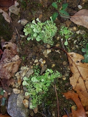 Cladonia chlorophaea