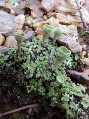 Cladonia chlorophaea