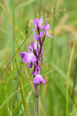Anacamptis palustris