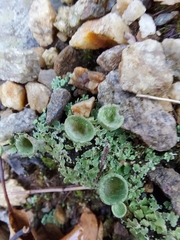 Cladonia chlorophaea