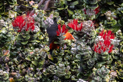 Drepanis coccinea