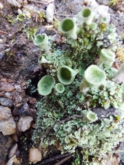 Cladonia chlorophaea