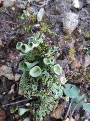 Cladonia chlorophaea