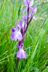 Anacamptis palustris
