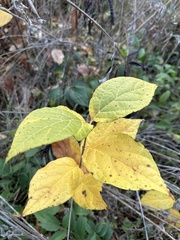 Calycanthus floridus