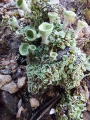 Cladonia chlorophaea