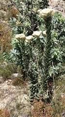 Syncarpha milleflora