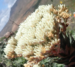 Syncarpha milleflora