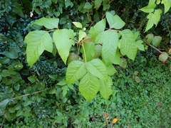 Toxicodendron radicans negundo
