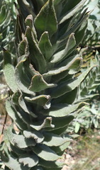 Syncarpha milleflora