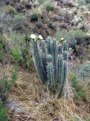 Trichocereus cuzcoensis